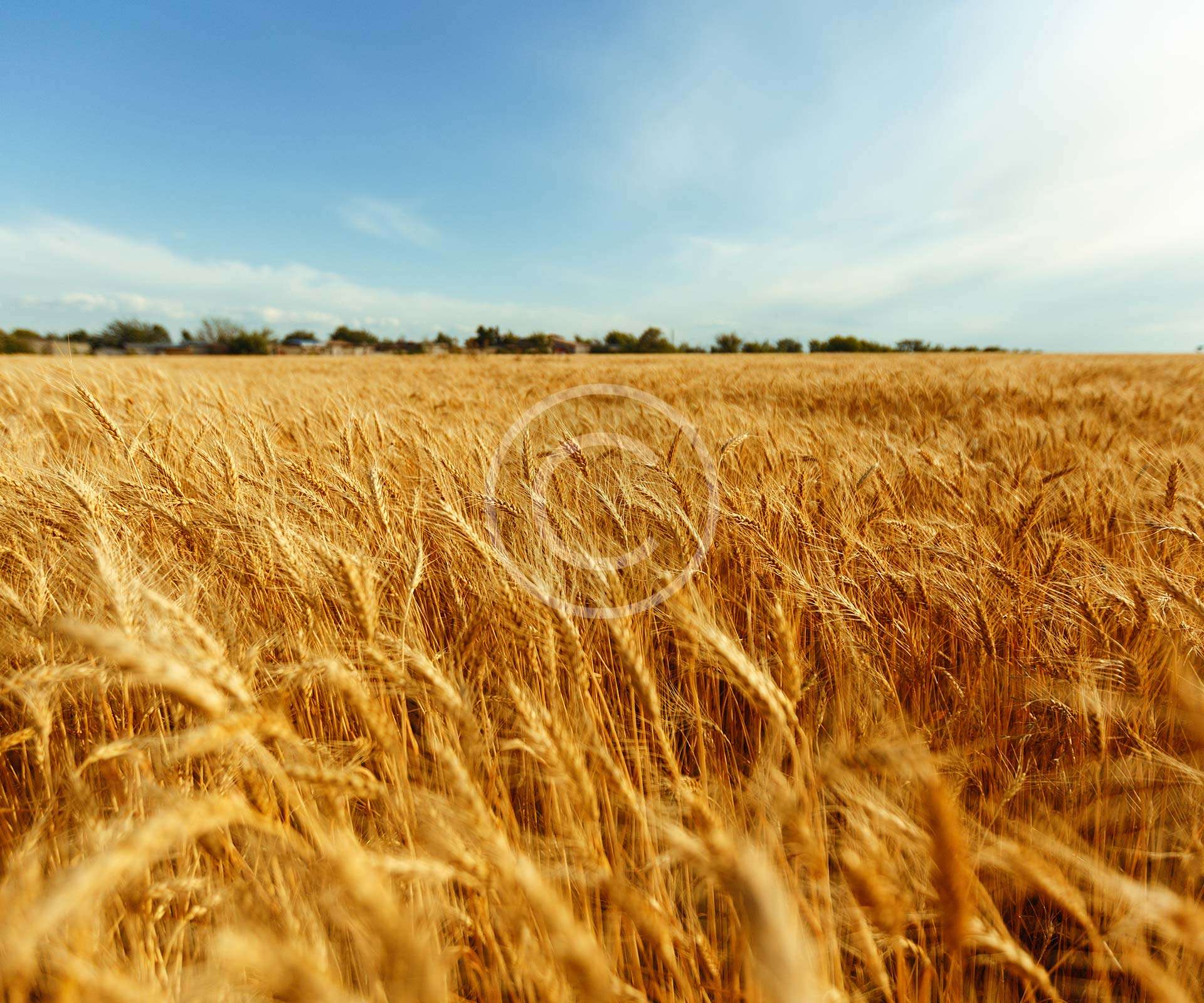 Harvest Picking